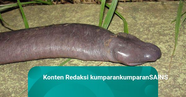 Juda katta oyoq porno Ona qizini jinsiy aloqa qilishga undagan.